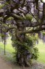 Wisteria.jpg