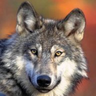 WolfTJD