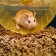 Bumsquad