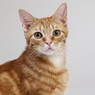 creamsicle cat