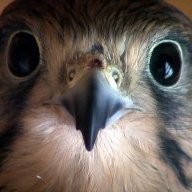 Yellow_Kestrel