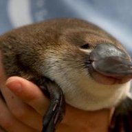 PapayaPlatypus