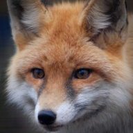 liorfox