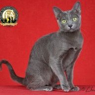 Kitdan