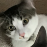 nico cat1234