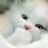 Overland_Cat