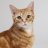 creamsicle cat