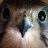 Yellow_Kestrel