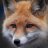 liorfox
