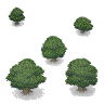 Wide Trunked Trees