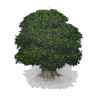 Large Dark Green Oak Tree