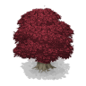 Red-Leafed Oak Tree